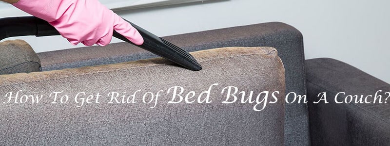 How To Get Rid Of Bed Bugs On A Couch? [2021] - NousDecor - How To Get Rid Of Bed Bugs In Couch