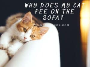 Why Does My Cat Pee On The Sofa